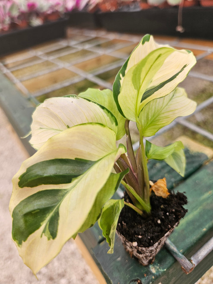 Calathea Yellow Fusion