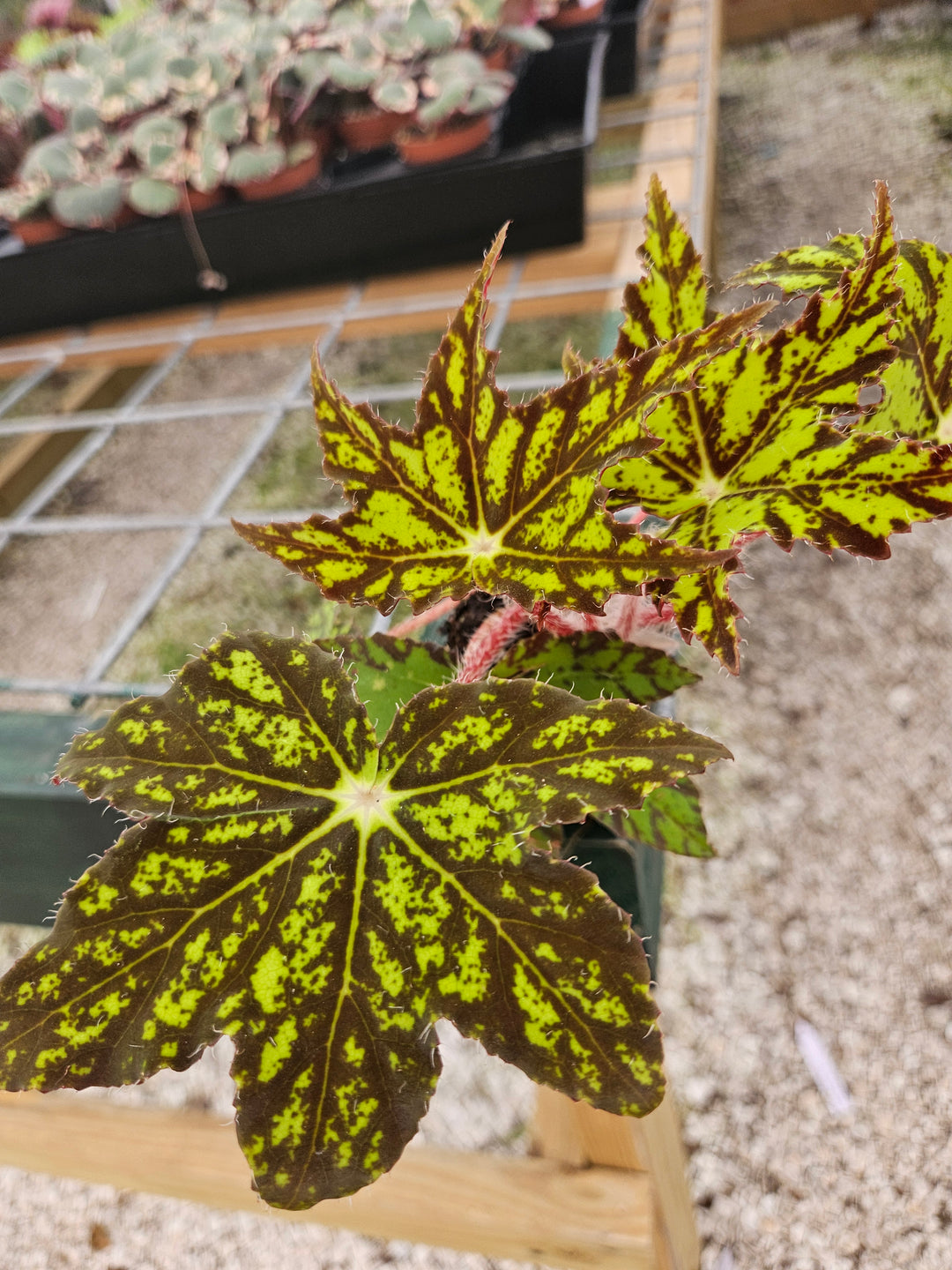 Begonia Geometry