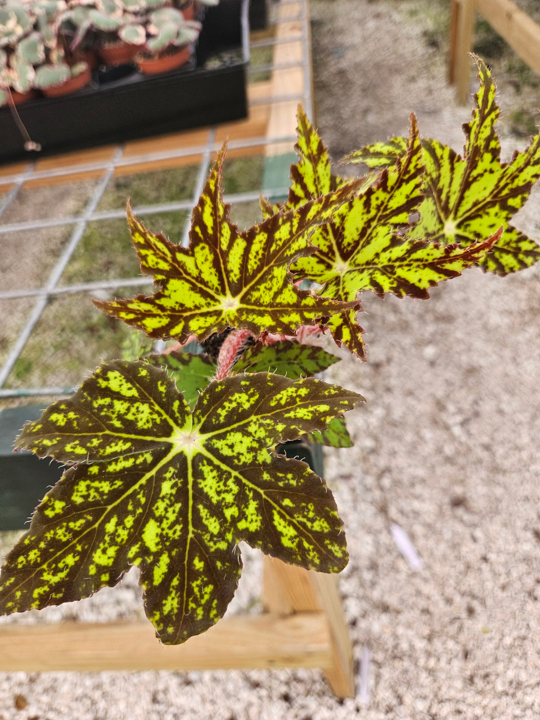 Begonia Geometry