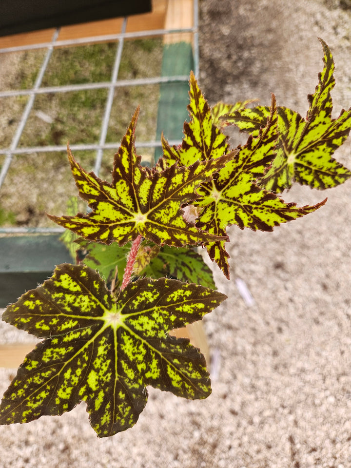 Begonia Geometry