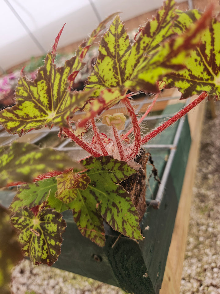 Begonia Geometry