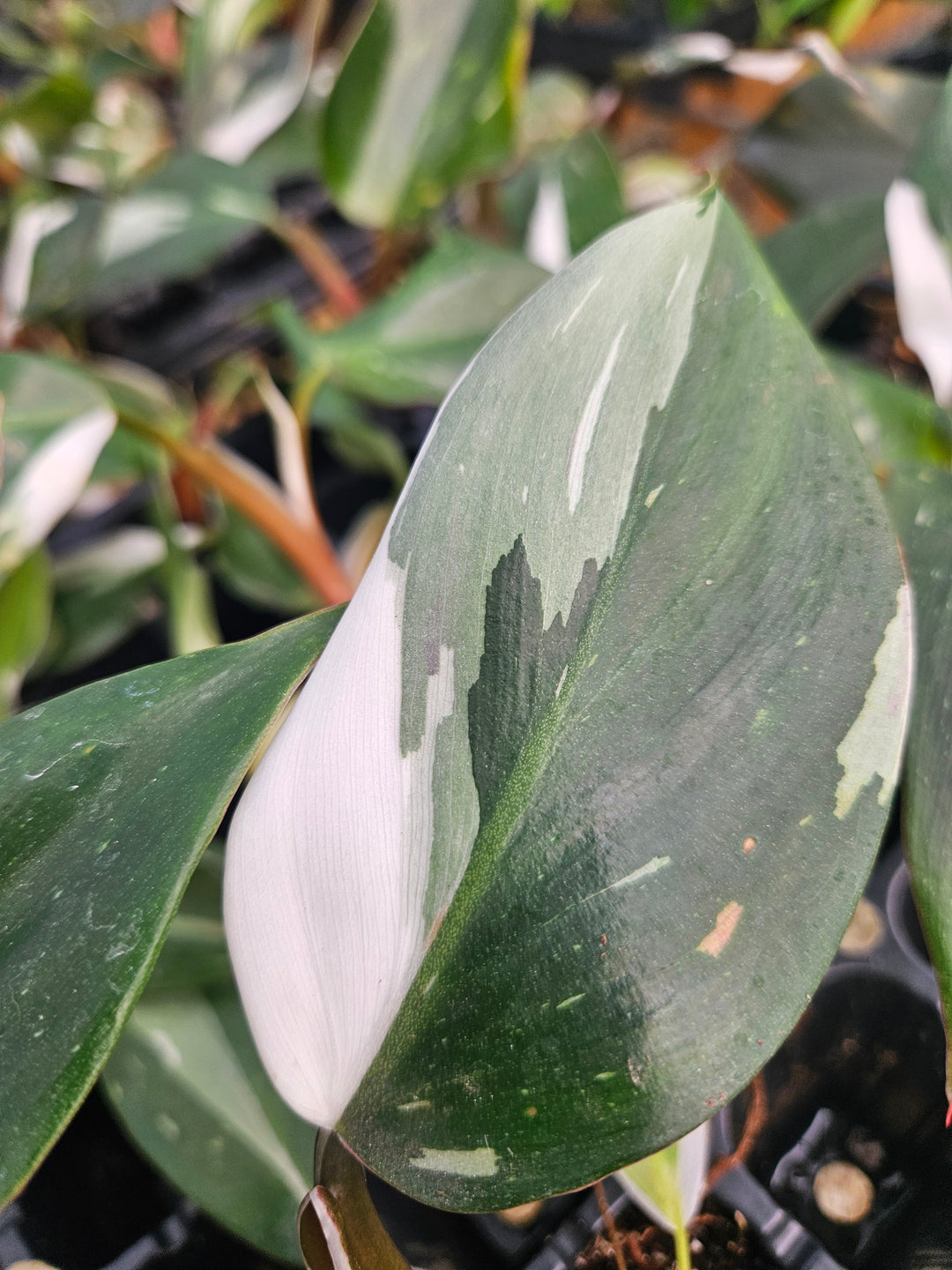 Philodendron White Knight