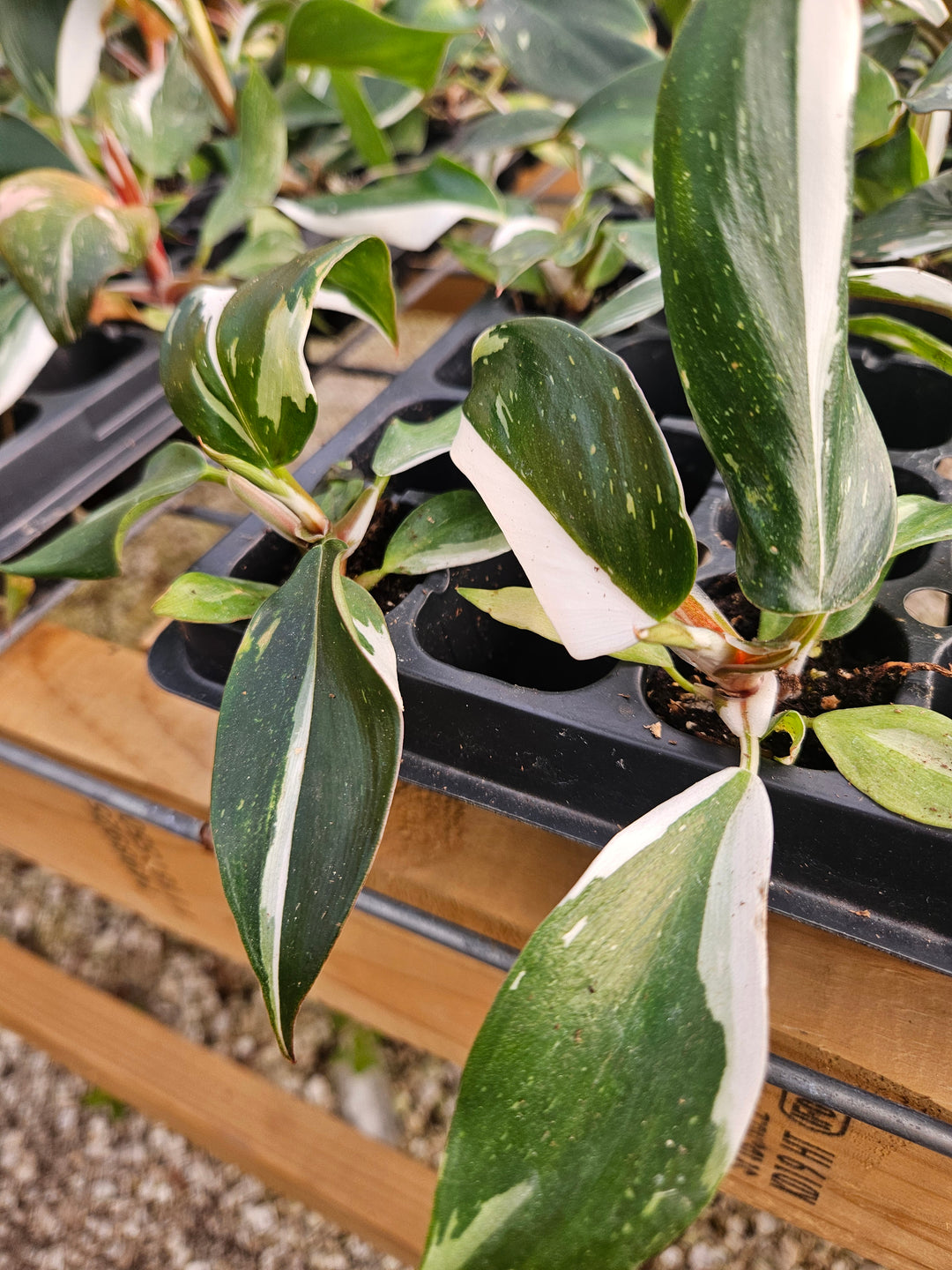 Philodendron White Knight