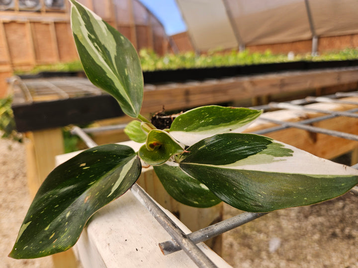 Philodendron White Knight