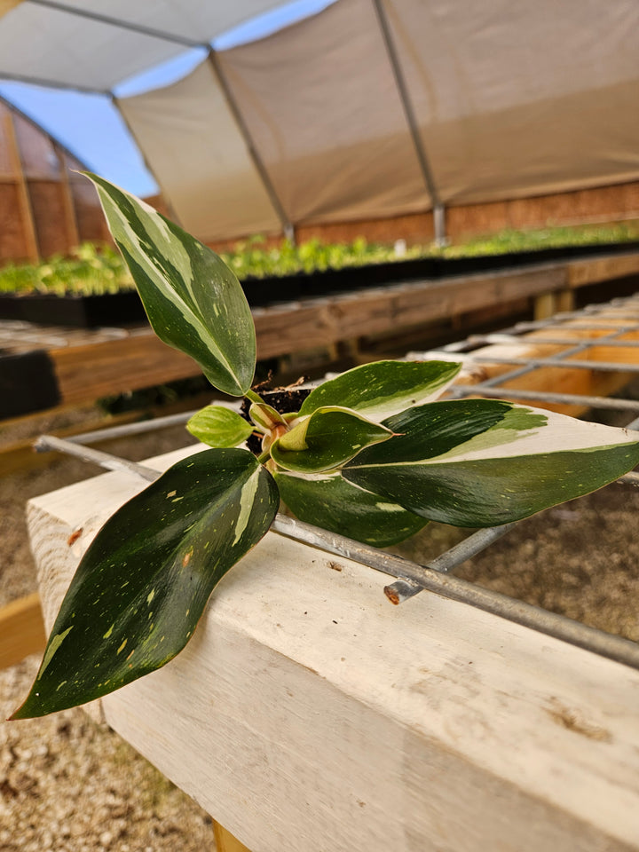 Philodendron White Knight