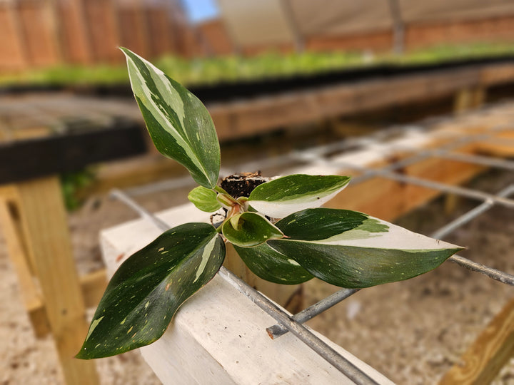 Philodendron White Knight