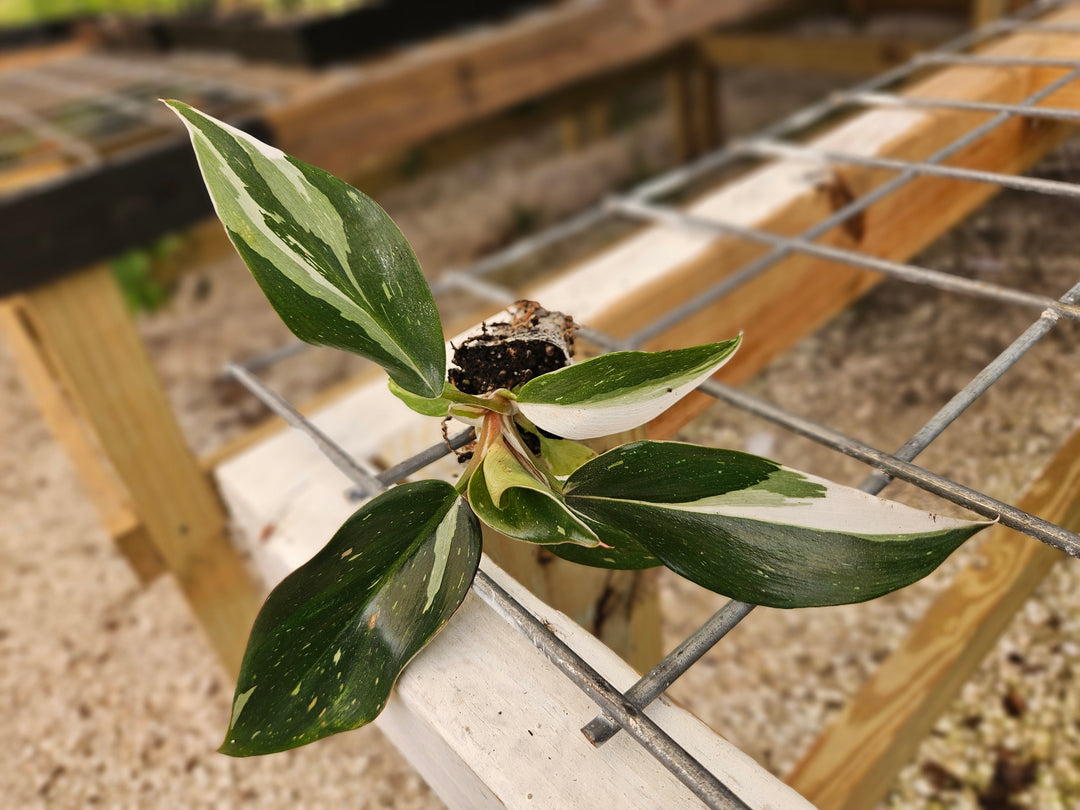 Philodendron White Knight