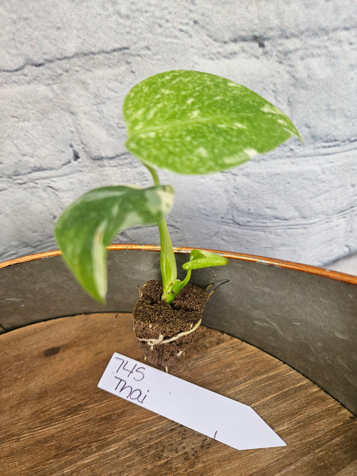 Monstera Thai Constellation-745