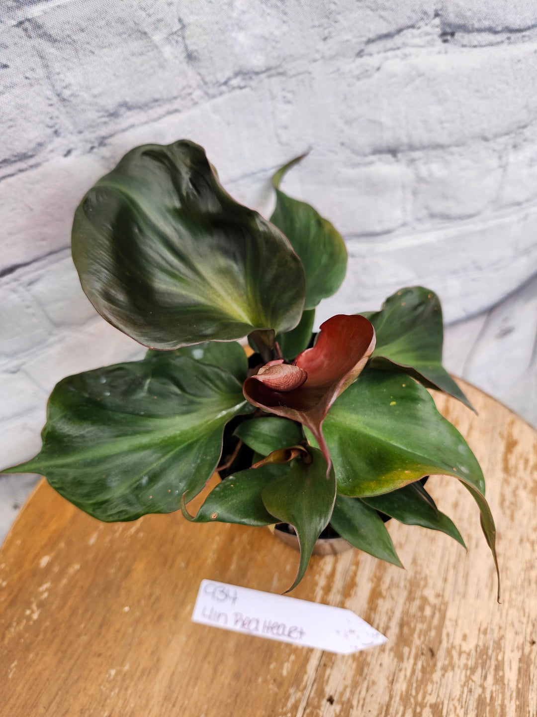 Philodendron Red Heart (4in)-934