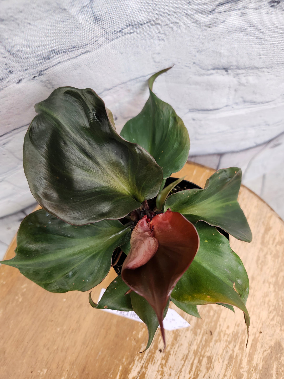 Philodendron Red Heart (4in)-934