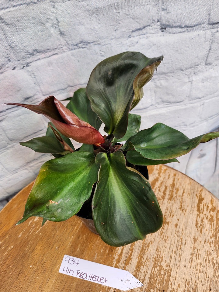 Philodendron Red Heart (4in)-934