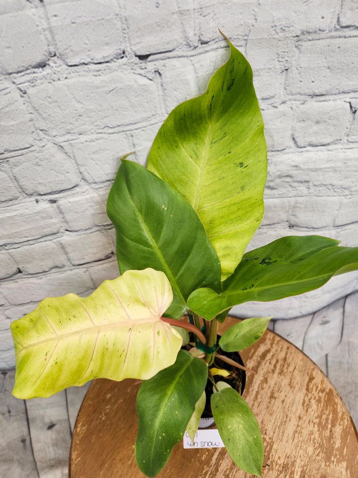 Philodendron Snowdrift (4in)-941