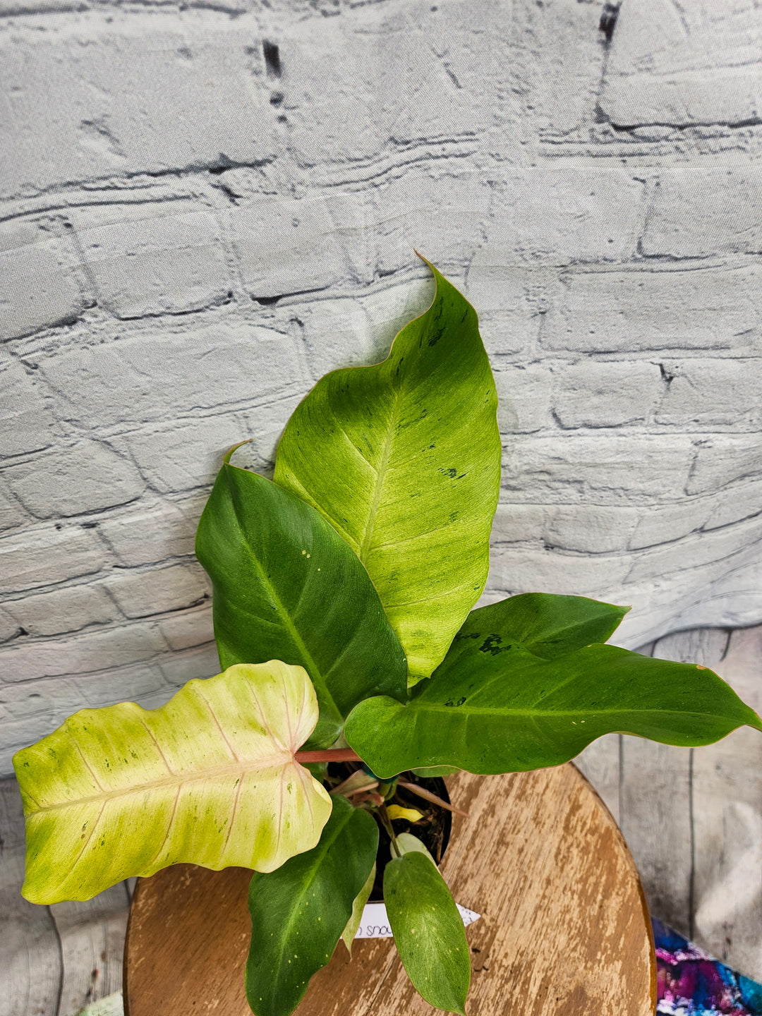 Philodendron Snowdrift (4in)-941