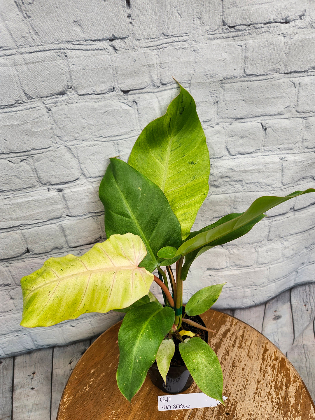 Philodendron Snowdrift (4in)-941