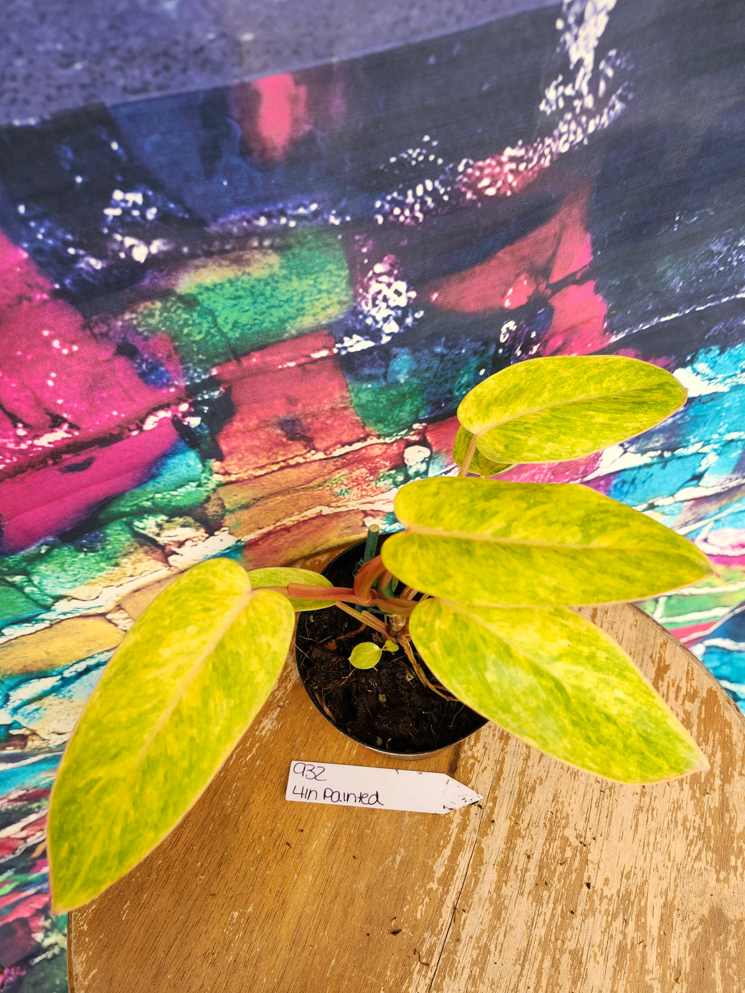 Philodendron Painted Lady (4in)-932