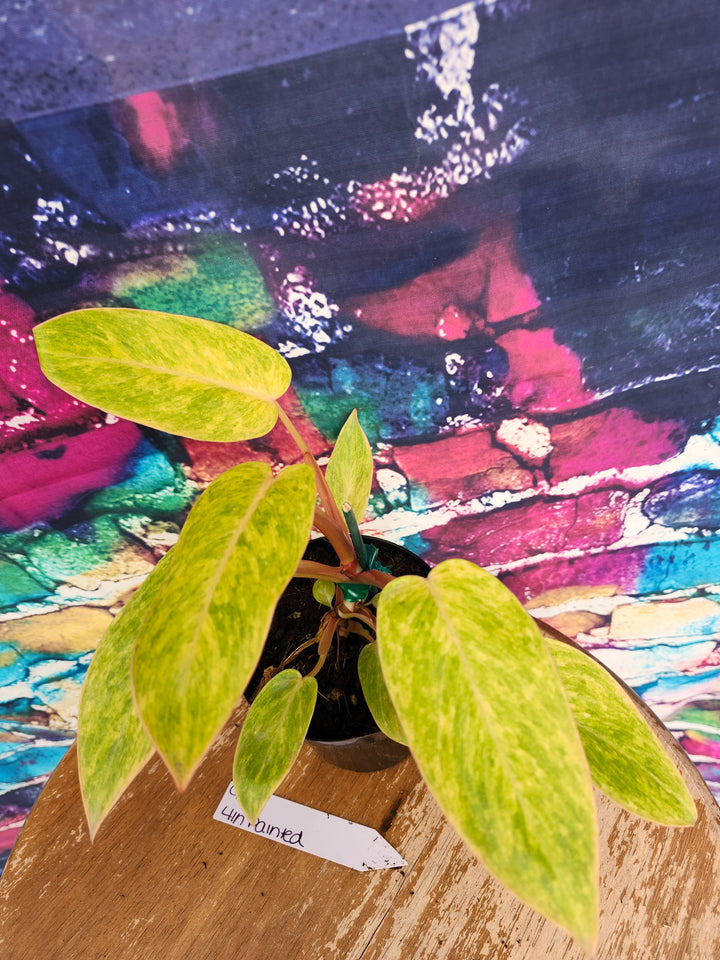 Philodendron Painted Lady (4in)-932