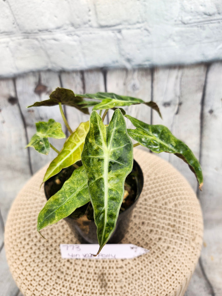 Alocasia Variegated Bambino (4in)-773