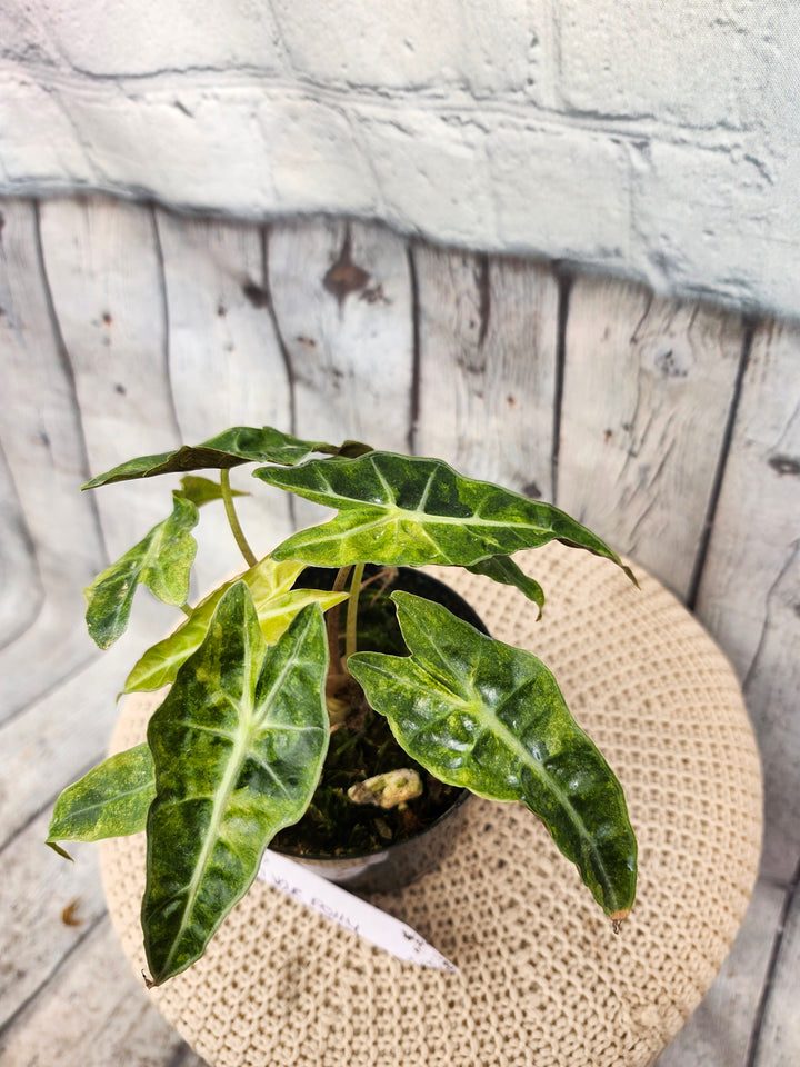 Alocasia Variegated Bambino (4in)-773