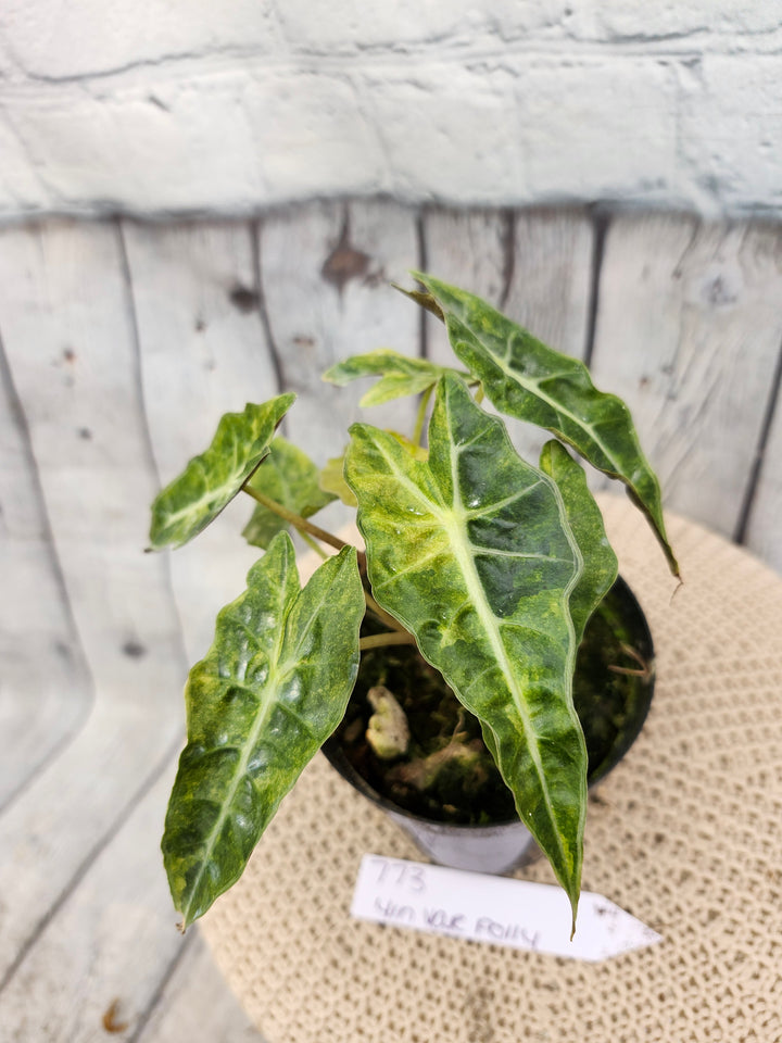 Alocasia Variegated Bambino (4in)-773