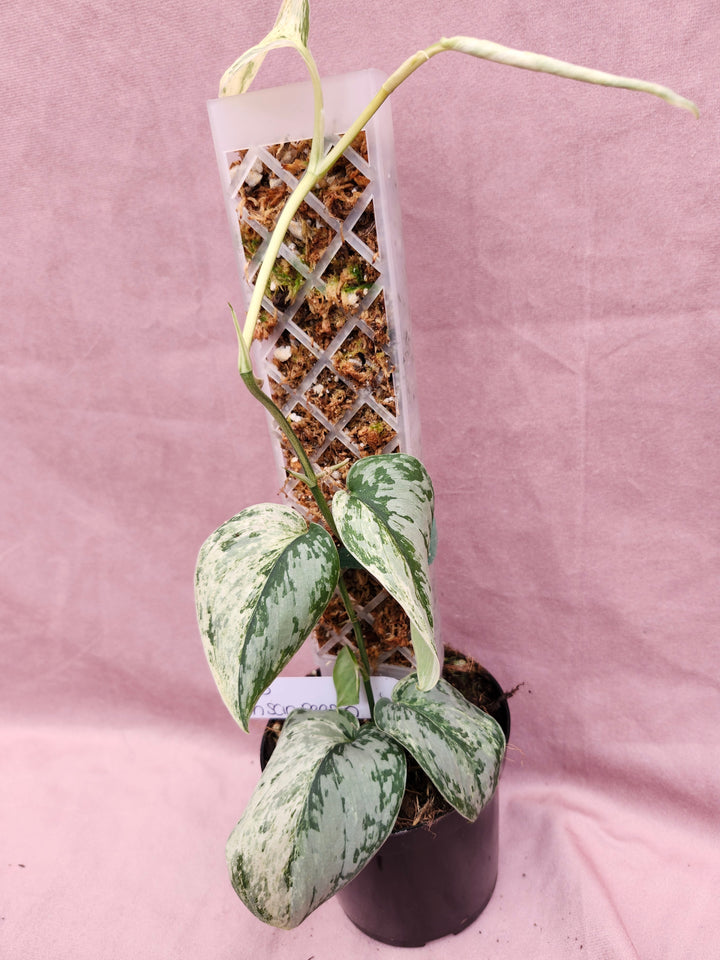 Scindapsus Variegated Peasun (3in)-965