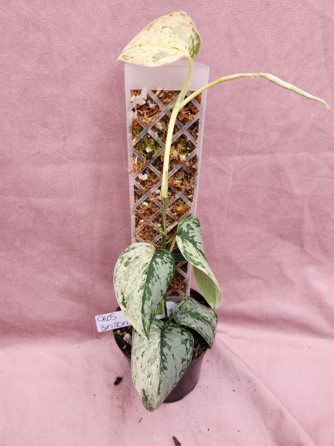 Scindapsus Variegated Peasun (3in)-965