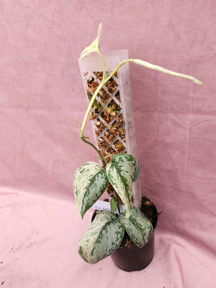 Scindapsus Variegated Peasun (3in)-965