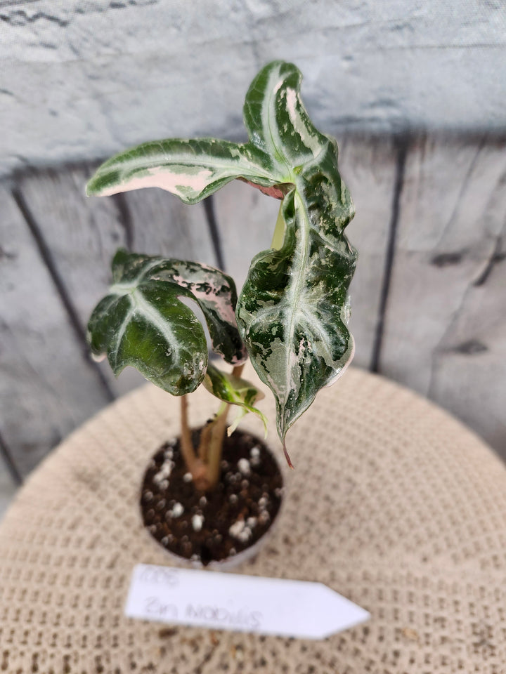 Alocasia Nobilis Pink (2in)-1005