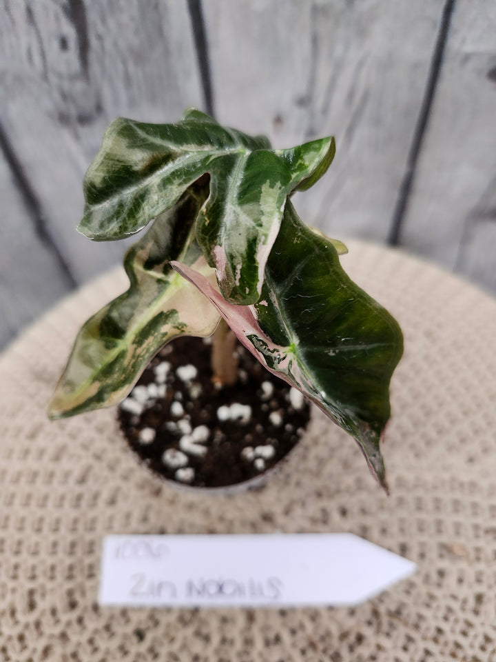 Alocasia Nobilis Pink (2in)-1006