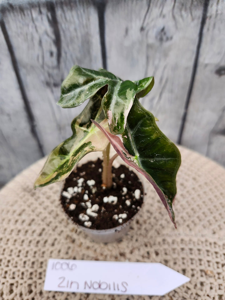 Alocasia Nobilis Pink (2in)-1006