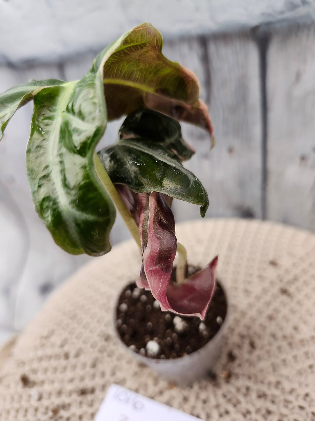 Alocasia Nobilis Pink (2in)-1016