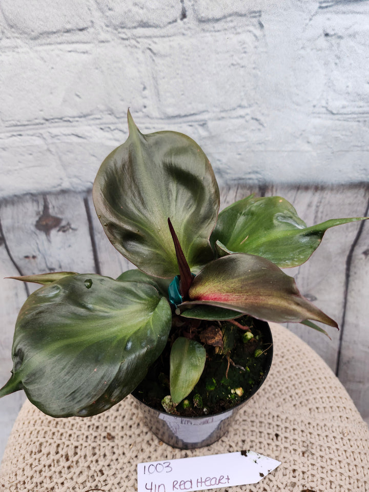 Philodendron Red Heart (4in)-1003