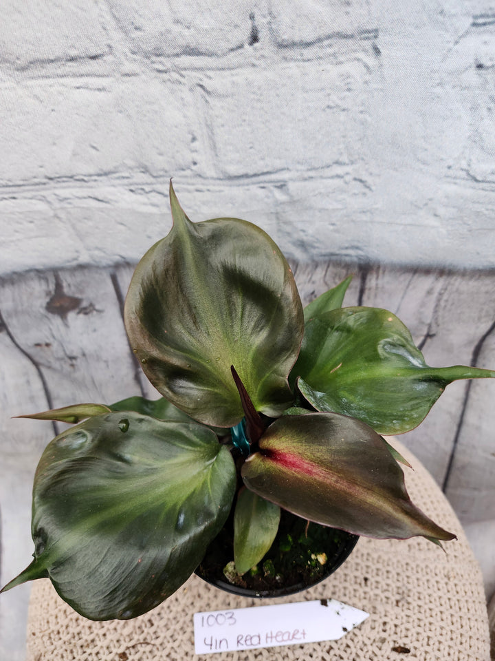 Philodendron Red Heart (4in)-1003