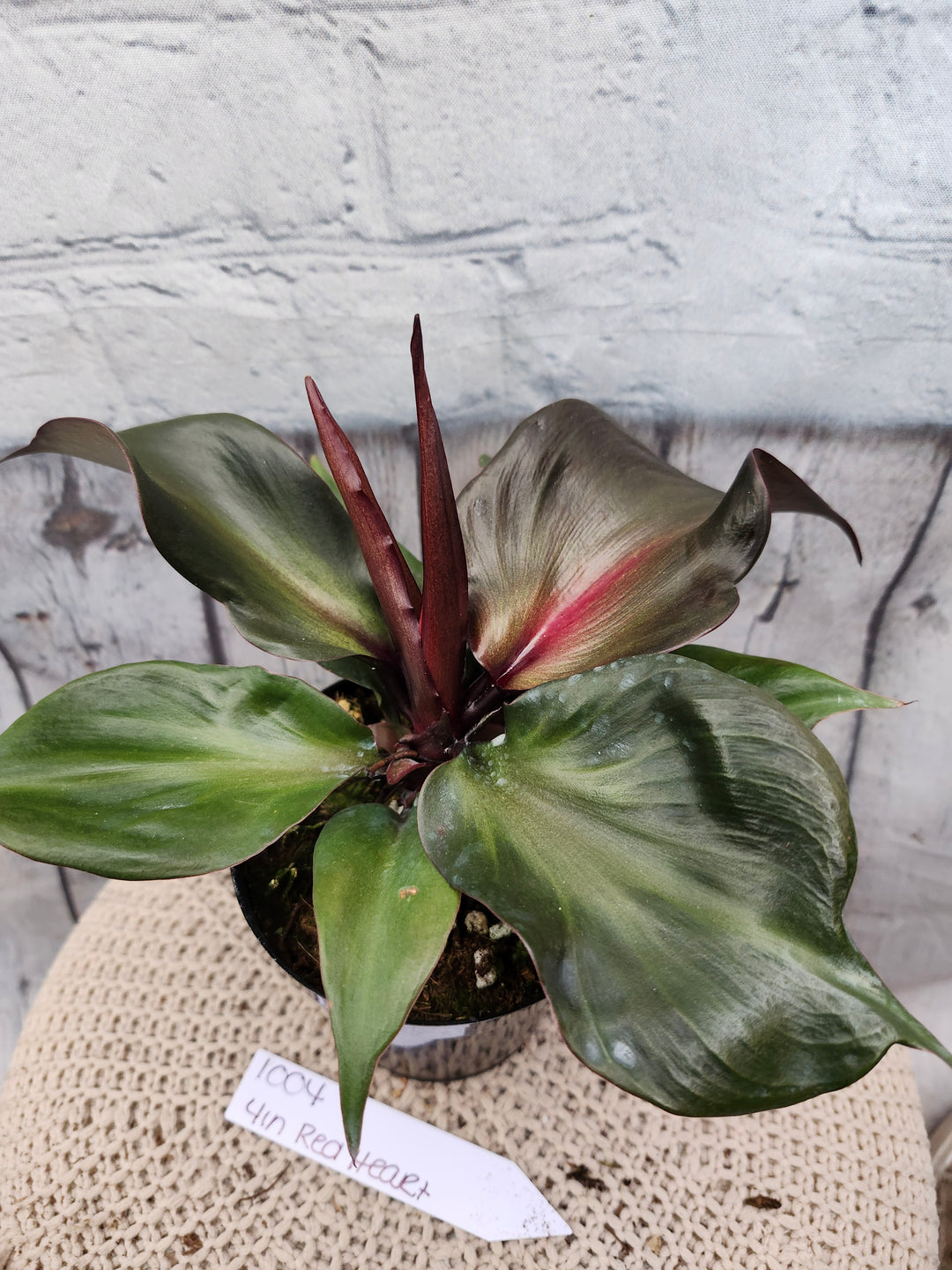 Philodendron Red Heart (4in)-1004