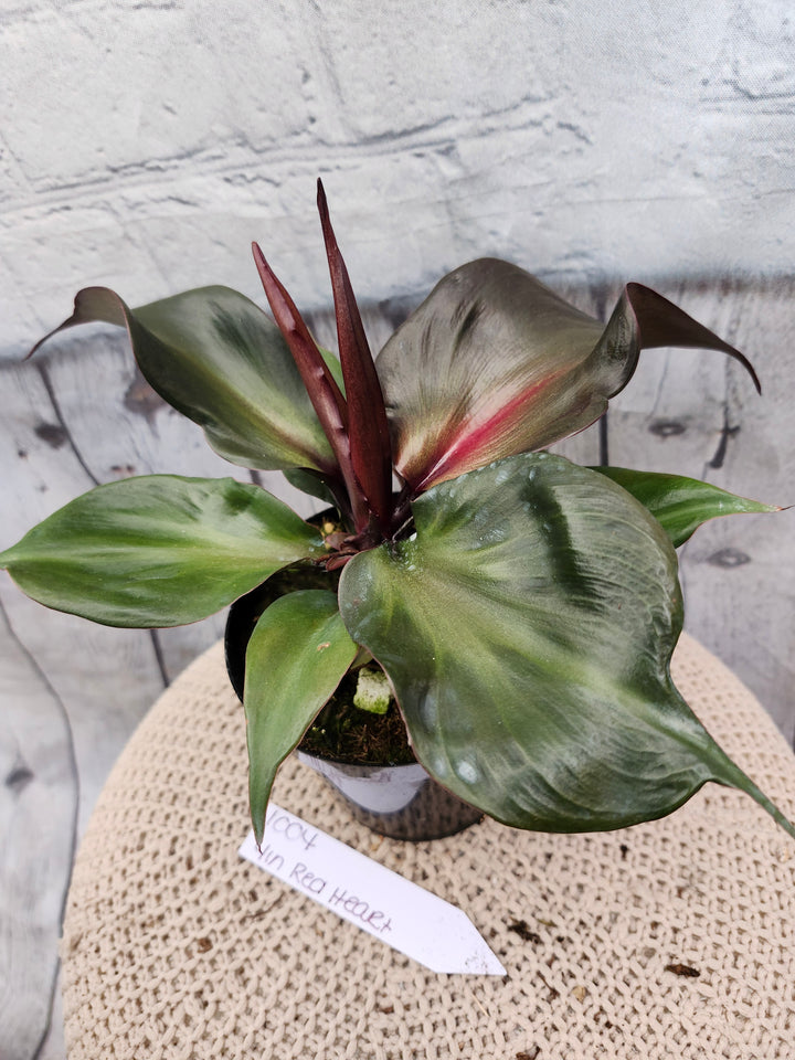 Philodendron Red Heart (4in)-1004