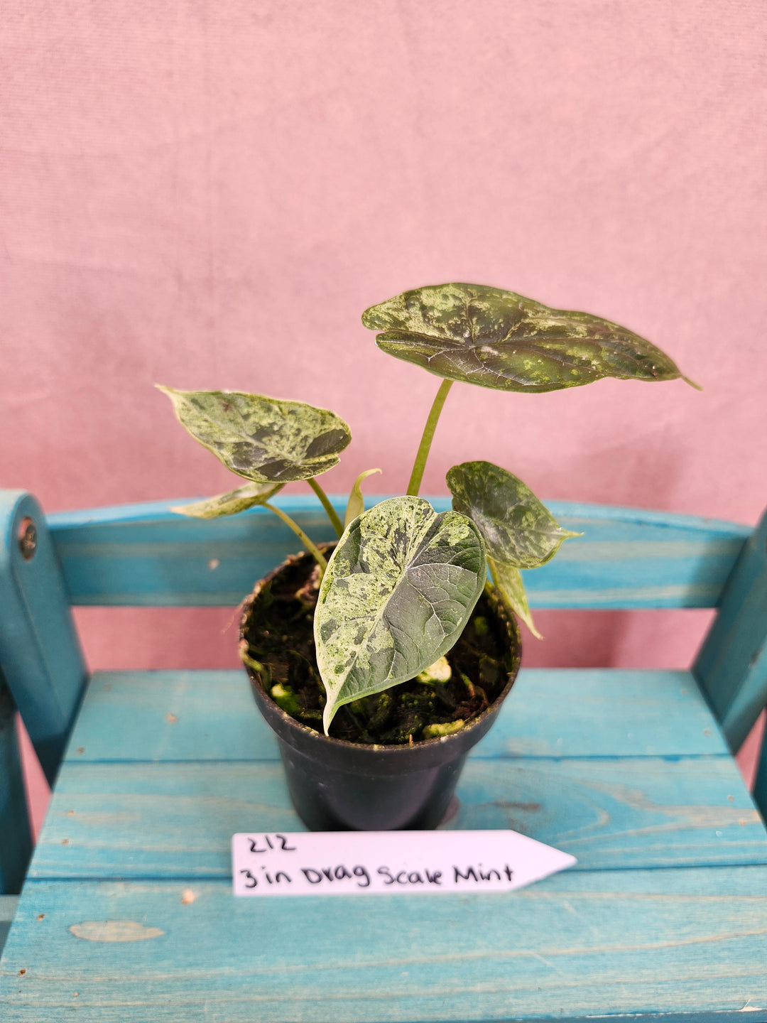 Alocasia Variegated Dragon Scale Mint (3in)-212