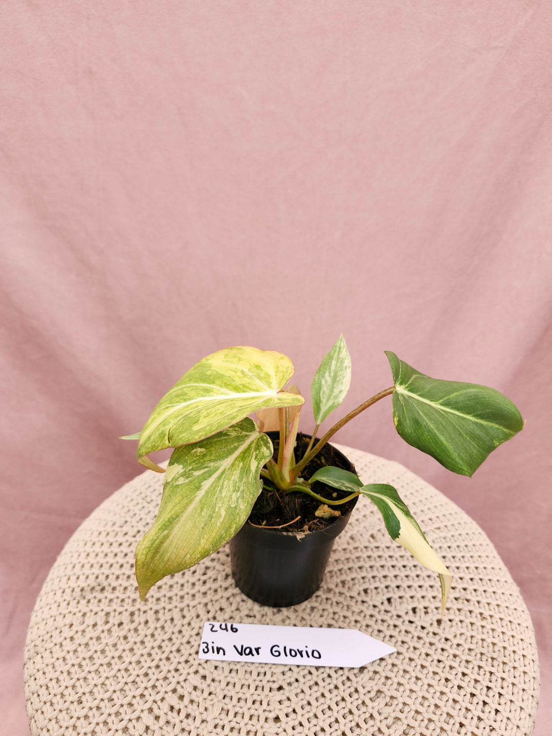 Philodendron Variegated Gloriosum (3in)-246