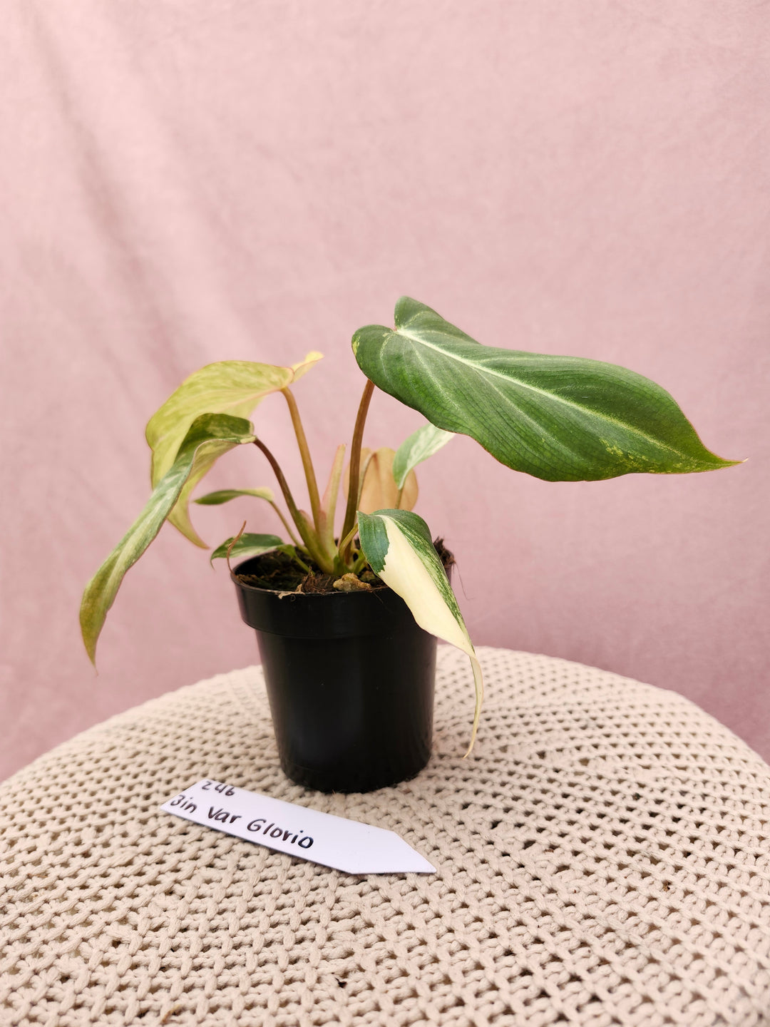 Philodendron Variegated Gloriosum (3in)-246