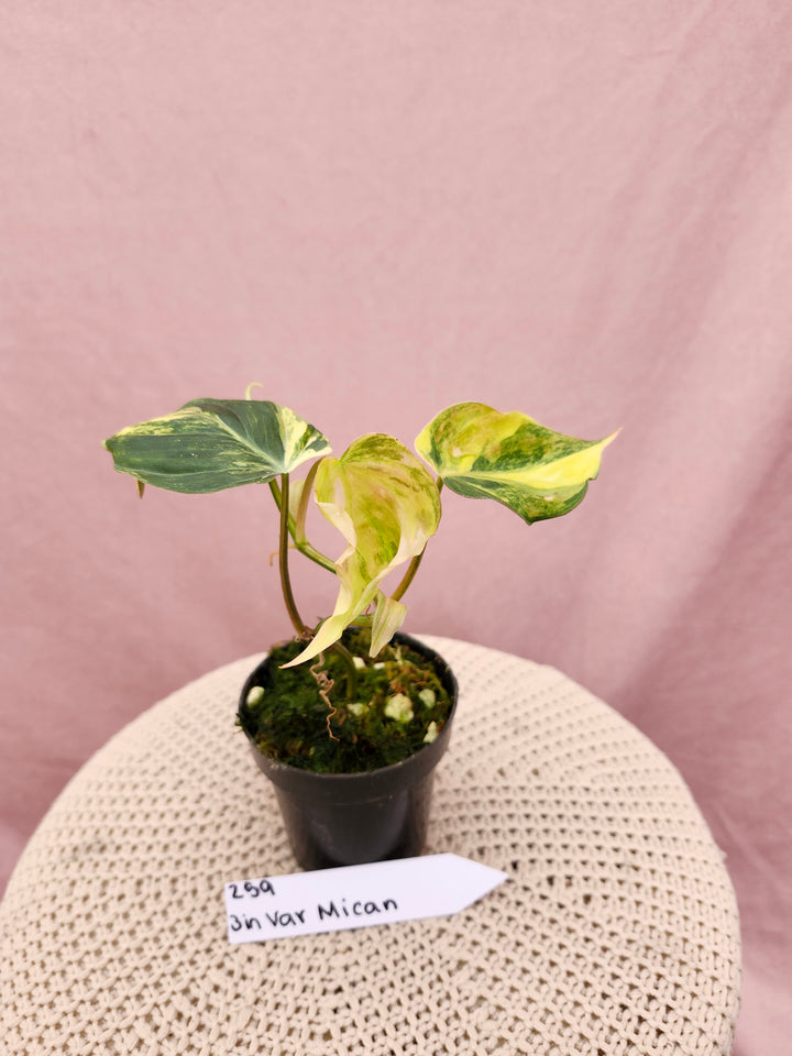 Philodendron Variegated Micans (3in)-259