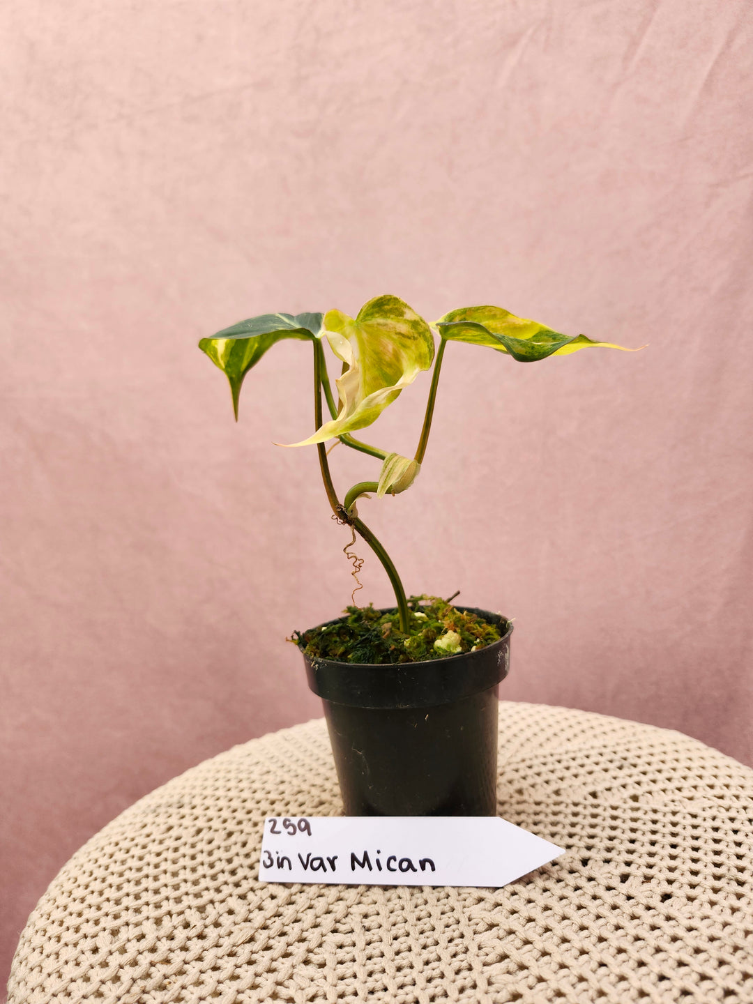 Philodendron Variegated Micans (3in)-259