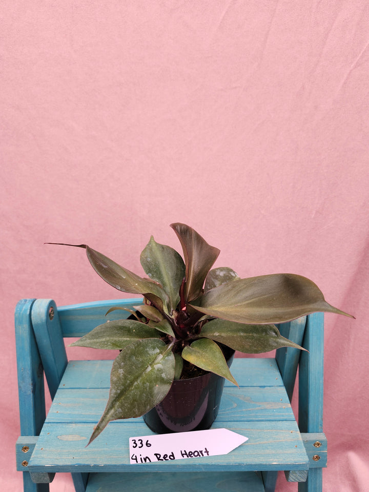 Philodendron Red Heart (4in)-336