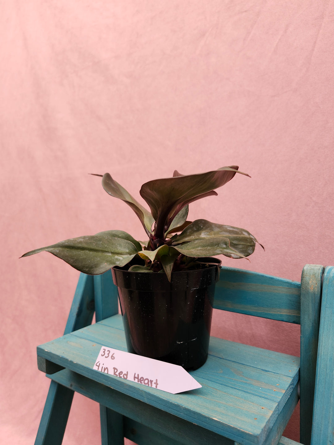 Philodendron Red Heart (4in)-336