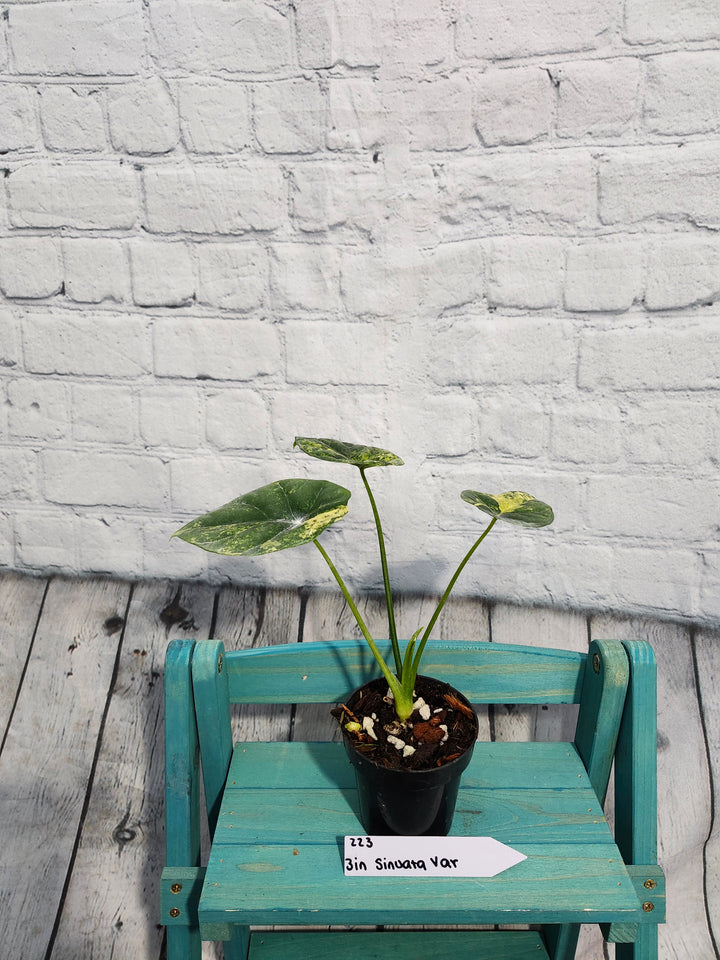 Alocasia Variegated Sinuata (3in)-223