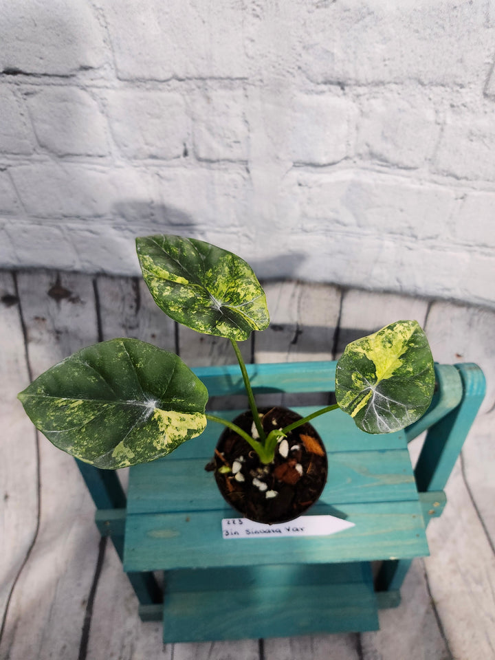 Alocasia Variegated Sinuata (3in)-223