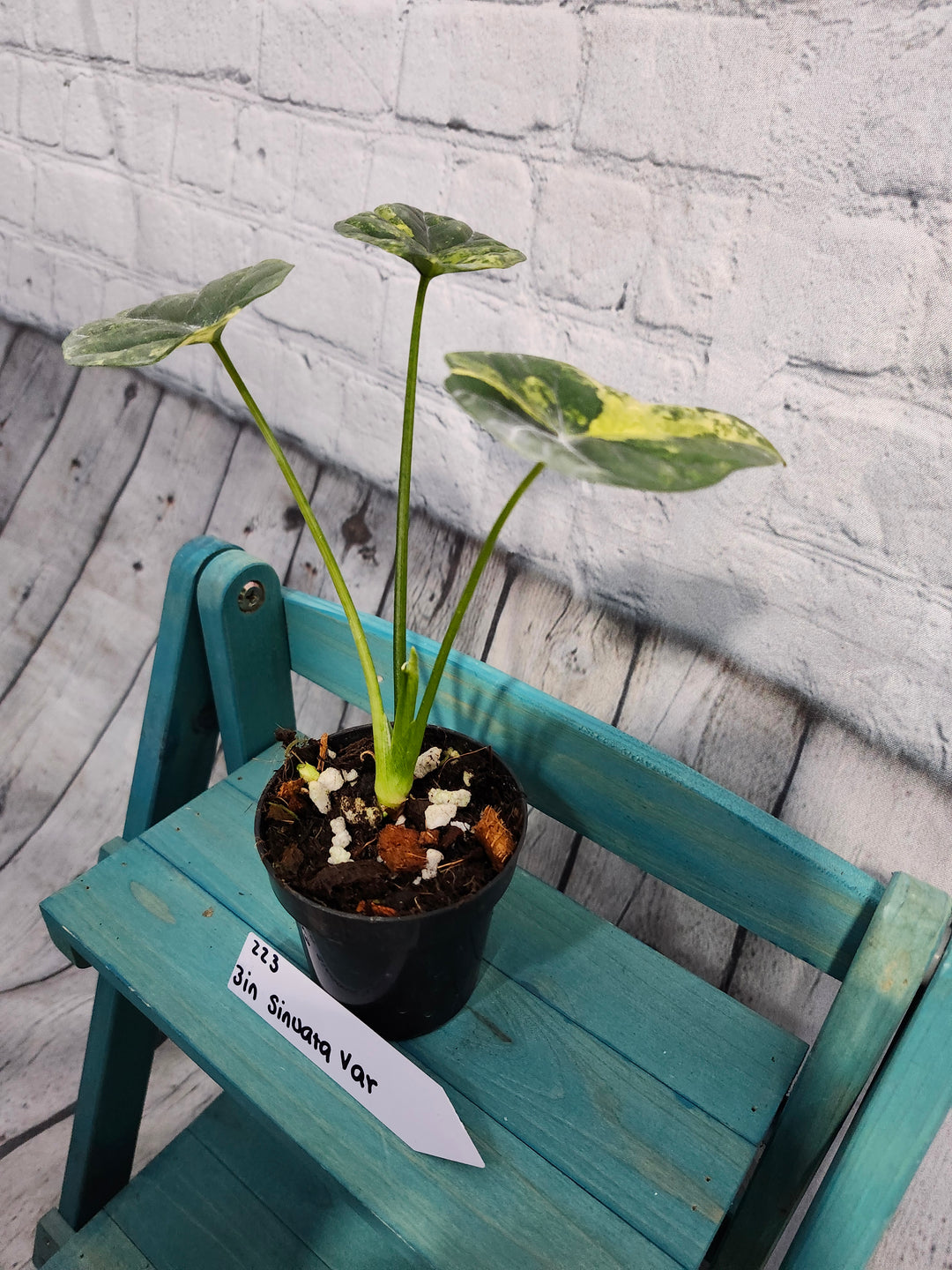 Alocasia Variegated Sinuata (3in)-223