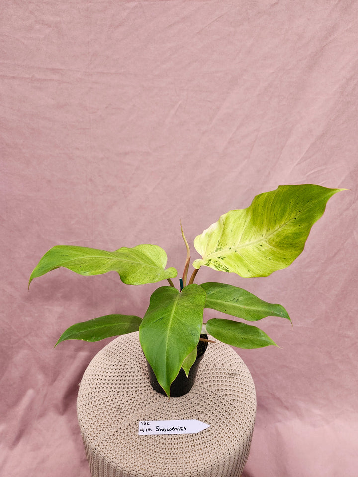 Philodendron Snowdrift (4in)-132