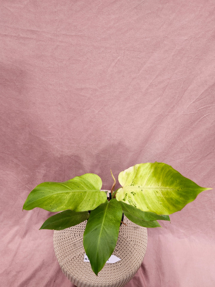 Philodendron Snowdrift (4in)-132