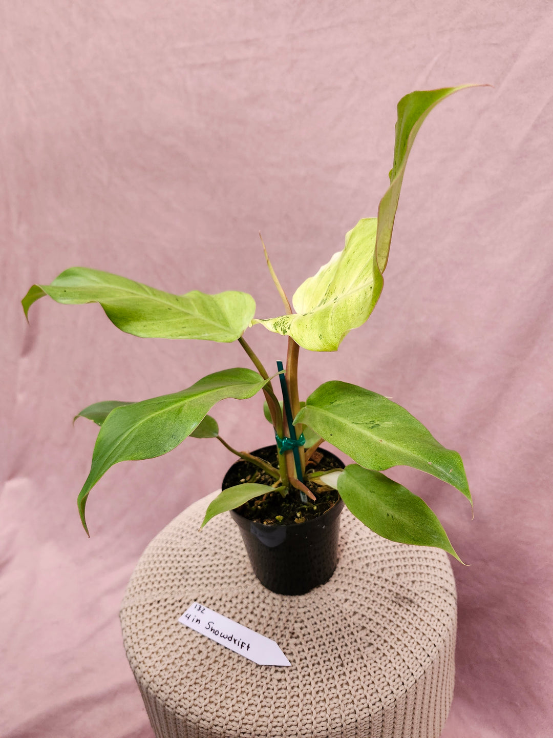 Philodendron Snowdrift (4in)-132