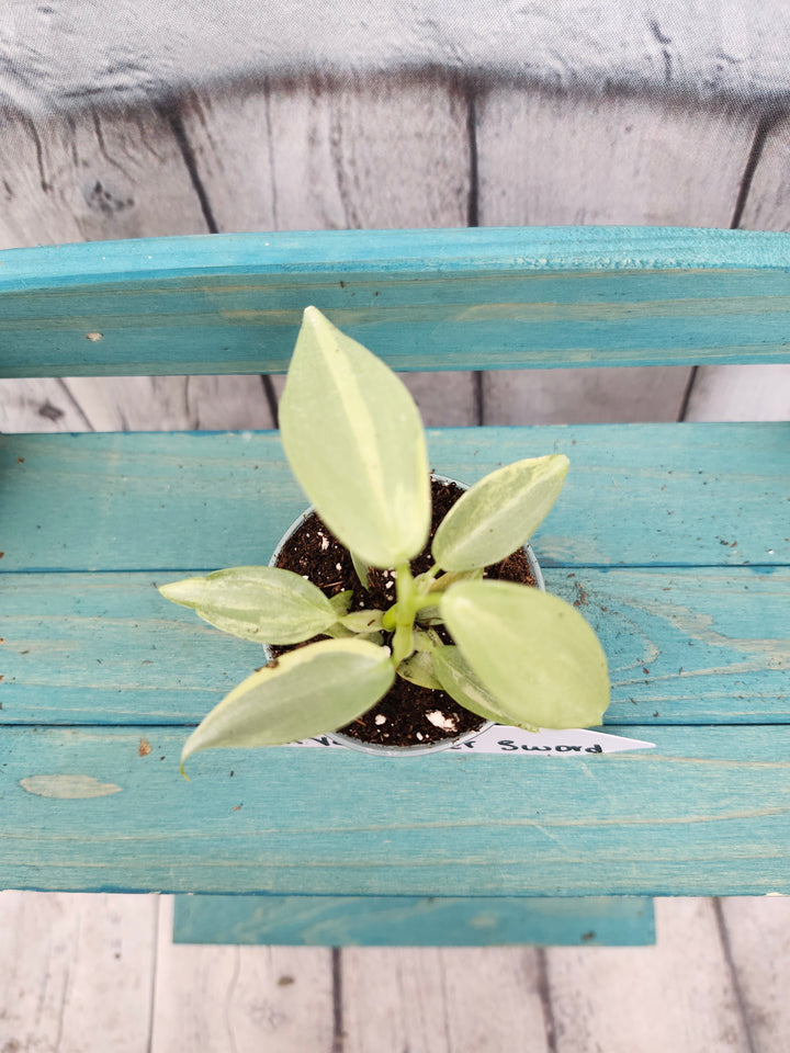 Philodendron Variegated Silver Sword (2in)-295