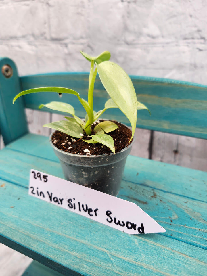 Philodendron Variegated Silver Sword (2in)-295