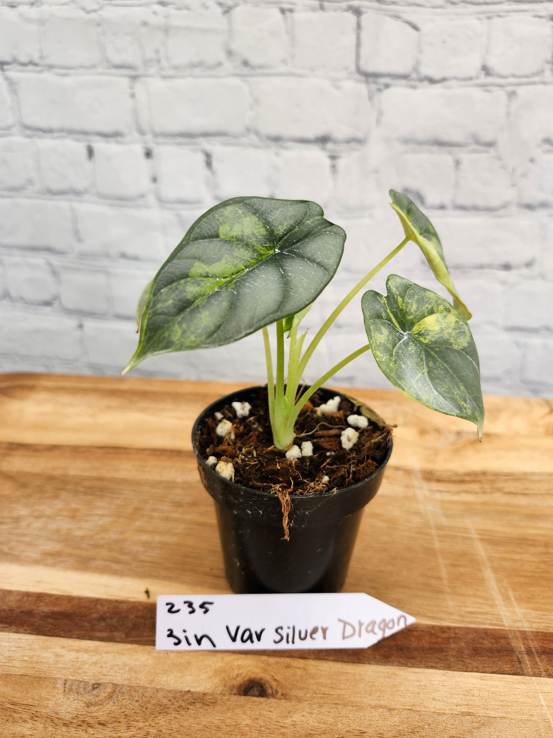 Alocasia Variegated Silver Dragon (4in)-235